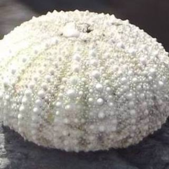 Meet your Posher, Marandmar - Picture 1 of 1